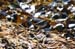 mistery_stint_sandpipe0109