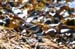 mistery_stint_sandpipe0110