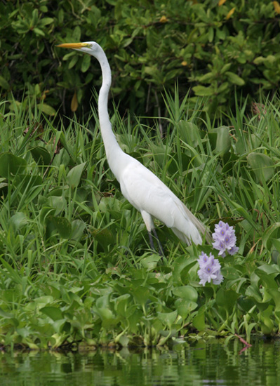 egret_great_070707
