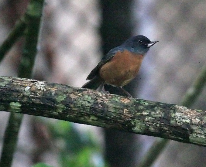 flowerpiercer_cinnamon0005