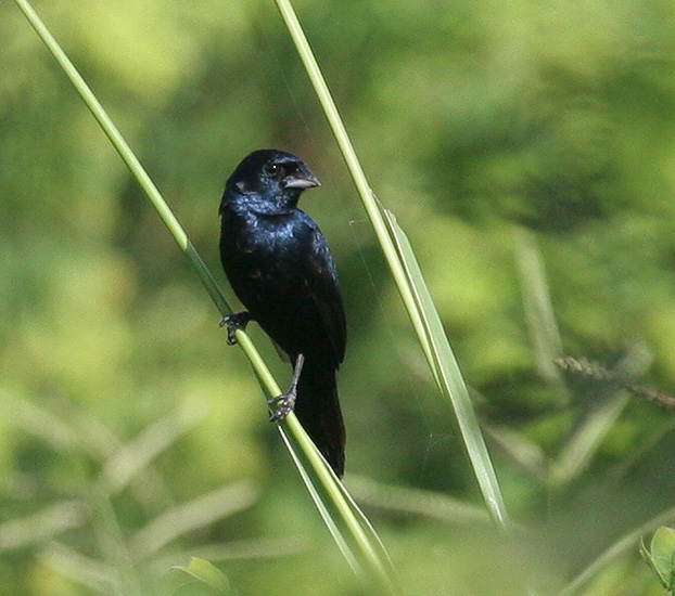 grassquit_blue_black_00007