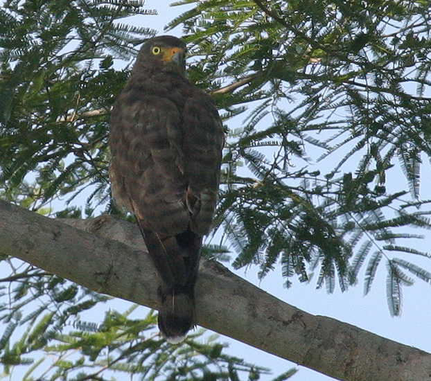 hawk_roadside_070702