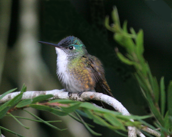 hummingbird_azure_crow0011