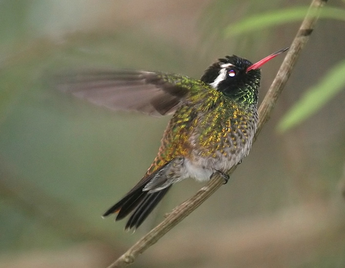 hummingbird_white_eare0012