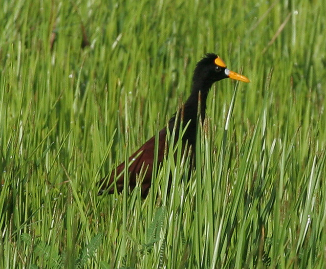 jacana_northern_070702