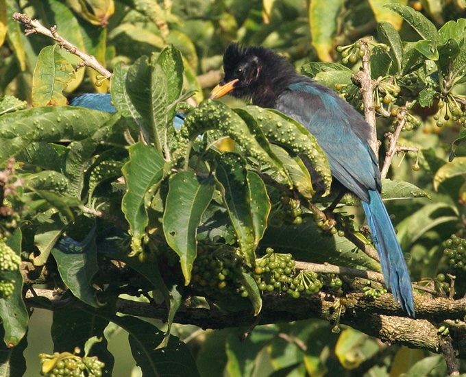 jay_bushy_crested_070701