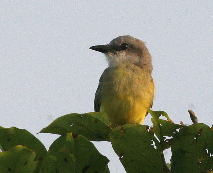 kingbird_tropical_070706