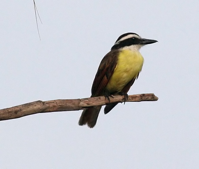 kiskadee_great_070707