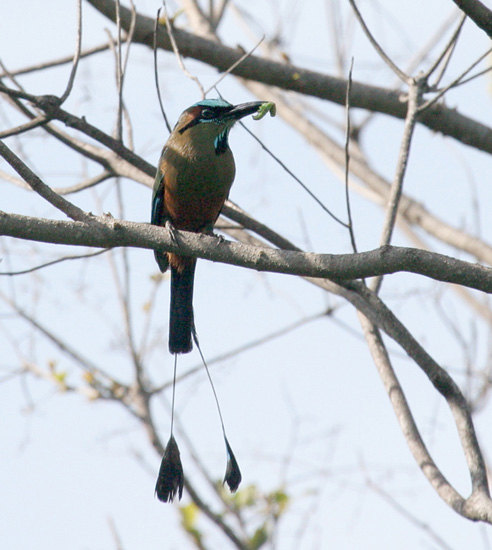 motmot_turquoise_browe0018