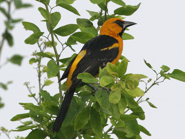 oriole_altamira_070707