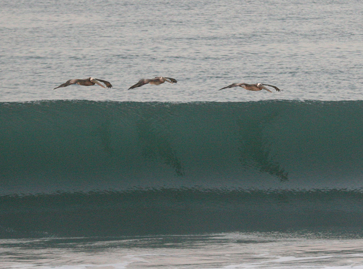 pelicans_brown_3_070706
