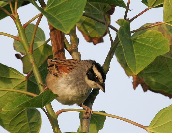 sparrow_stripe_headed_0024