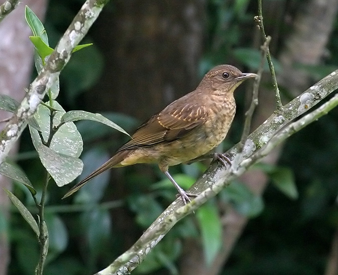 thrush_mountain_070709r
