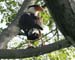 caracara_crested_070702jpg