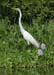 egret_great_070707