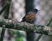 flowerpiercer_cinnamon0005