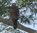 hawk_roadside_070702