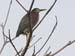 heron_green_318_070707