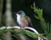 hummingbird_azure_crow0011