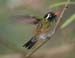 hummingbird_white_eare0012