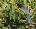 jay_bushy_crested_070701