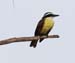 kiskadee_great_070707