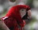 macaw_scarlet_070630jpg