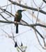 motmot_turquoise_browe0018