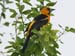 oriole_altamira_070707
