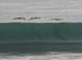pelicans_brown_3_070706