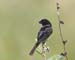 seedeater_white_collar0022