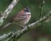 sparrow_rufous_collare0023