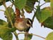 sparrow_stripe_headed_0024