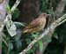 thrush_mountain_070709r