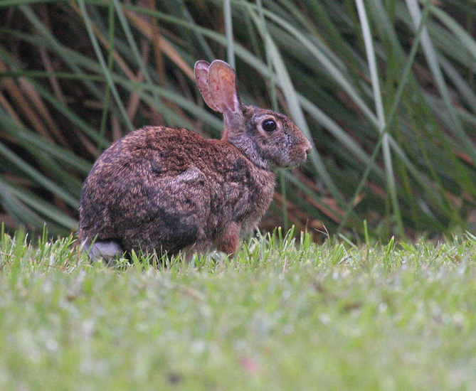 conejo_070630