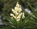 aloe_070701