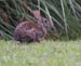 conejo_070630